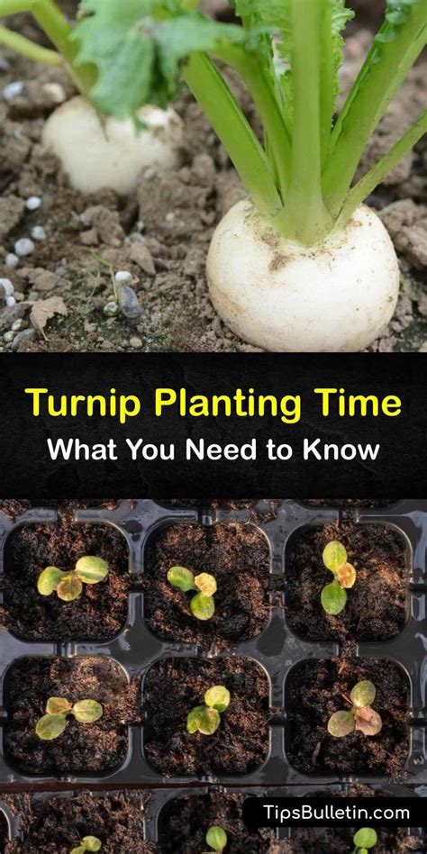 Turnip Planting Time What You Need To Know Turnip Growing Turnips