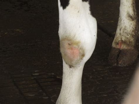 What Is The Cause Of These Hock Damages Cowsignals®