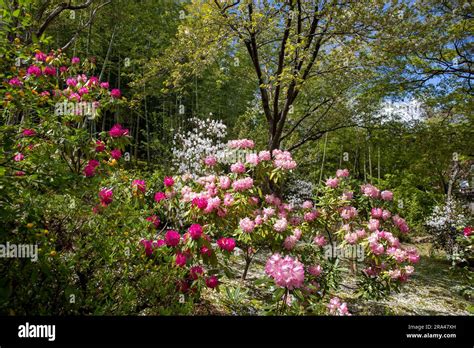 Kyoto Japan Tenryu Ji Temple Gardens In Spring 2023 With Azaleas And