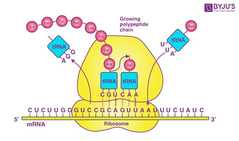 Ncert Solutions Class 12 Biology Chapter 6 Molecular Basis Of Inheritance