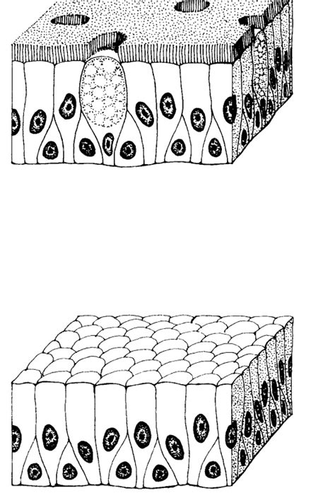 Ciliated Epithelium Labeled