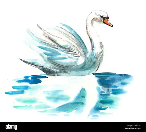 Swimming white swan. watercolor illustration Stock Photo - Alamy