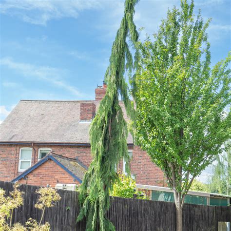 Xanthocyparis Nootkatensis Pendula Weeping Nootka Cypress Frank P