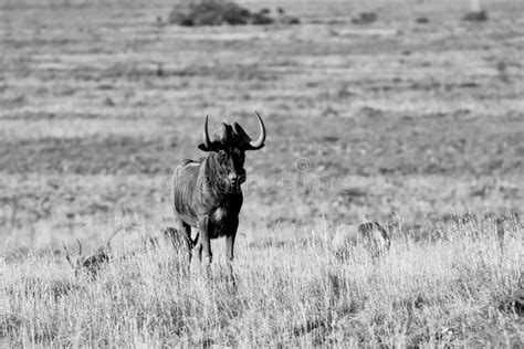 Black Wildebeest stock photo. Image of outside, herbivore - 158398552