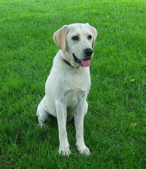 HD wallpaper: labrador, dog, family, pet, white, pure, breed, pedigree ...