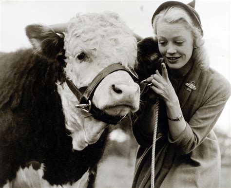 The Iconic Hereford Bull News Herefordshire Life Through A Lens