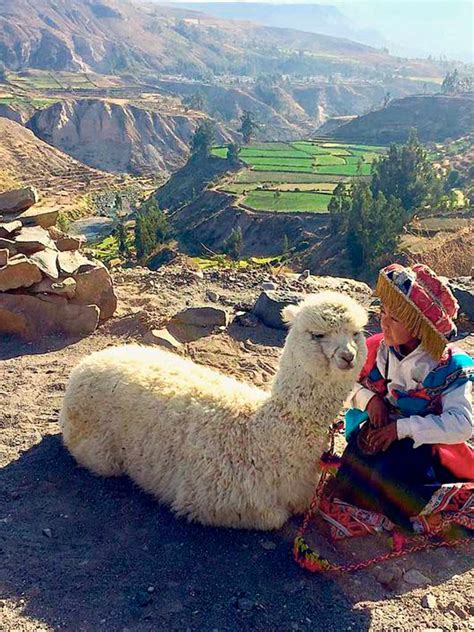 Tour Cañón del Colca 1 día Todo Incluido