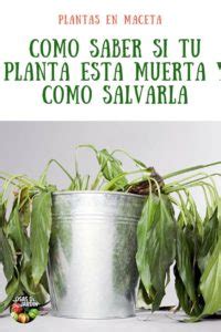 Cómo saber si una planta está muerta y cómo recuperar una planta casi