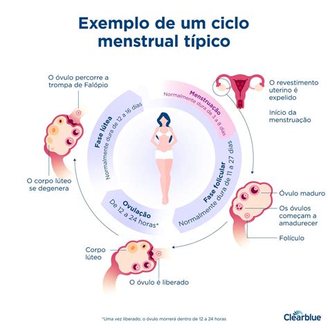 Qual é a duração de um ciclo menstrual? | Clearblue
