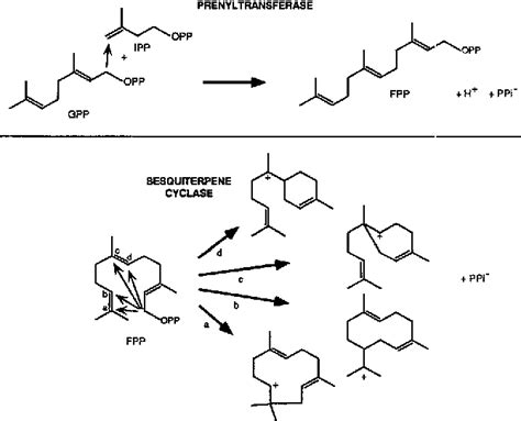 isoprenoid metabolic process | Semantic Scholar