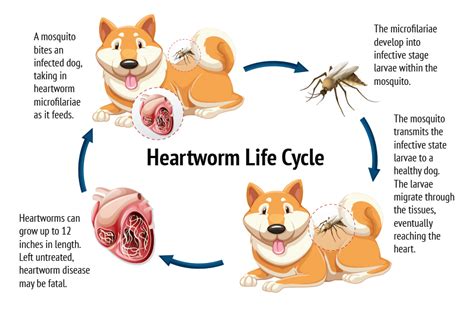 how to diagnose heartworm in dogs
