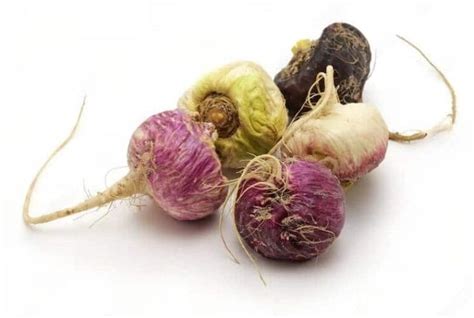 Tipos De Maca Peruana - Tipos De Maca Peruana: Conheça Suas Variedades E Benefícios – SJVTWV