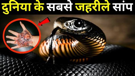 दुनिया के 10 सबसे जहरीले साँप । The 10 Most Venomous Snakes In The