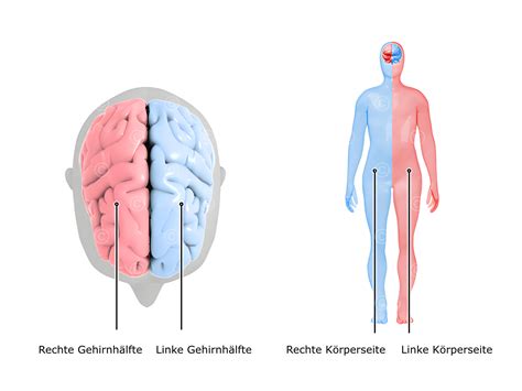 Illustration Zuordnung der Gehirnhälften MedicalGraphics