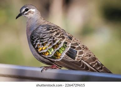 Close Image Female Common Bronzewing Pigeon Stock Photo 2264729615 | Shutterstock