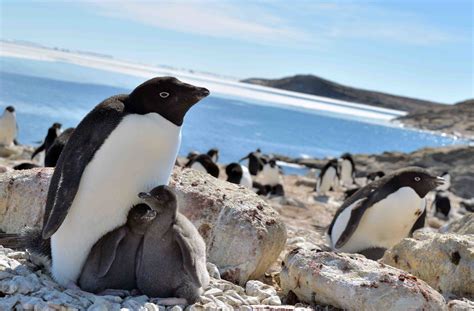 Antarctic Penguins Possibly Breed Better in the Wake of Global Warming ...