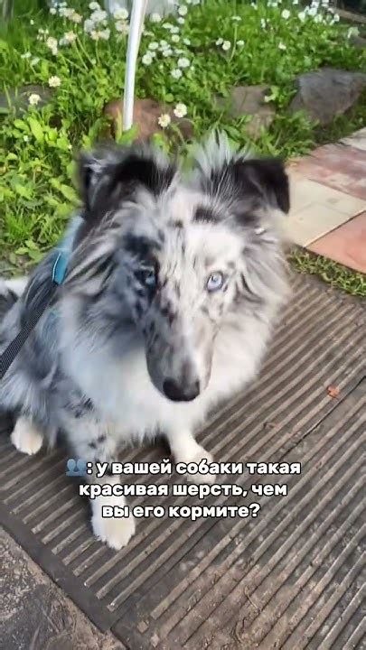 Стич у нас травоядный 😀 #собака #шелти - YouTube
