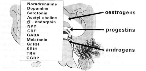 Neurotransmitters And Neuropeptides Modulated By Sex Hormones Nyp