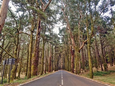 Rea Forestal En Camino Al Parque Nacional Del Teide En La Isla De