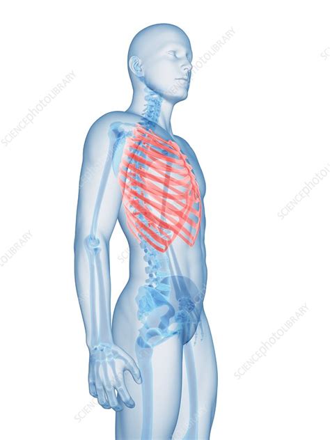 Human Ribcage Illustration Stock Image F0107520 Science Photo Library