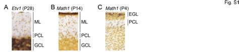 Fig S1 Expression Patterns Of Transcription Factors Etv1 And Math1