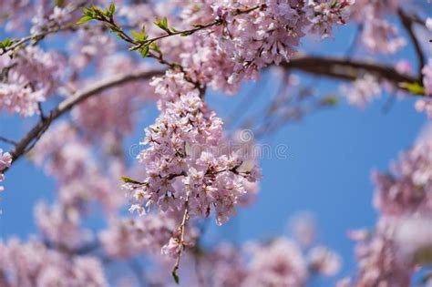 Sakura Flor De Cerejeira No T Quio Jap O Foto De Stock Imagem De