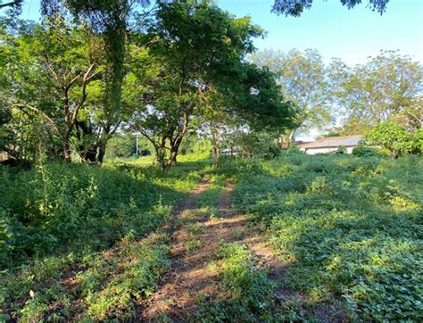 Agricultural Farm Lot For Sale San Manuel Tarlac Properties