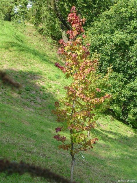 American Sweetgum Liquidambar Styraciflua Aurora Garden