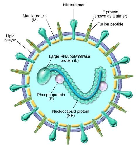 Intro To Viruses Flashcards Quizlet