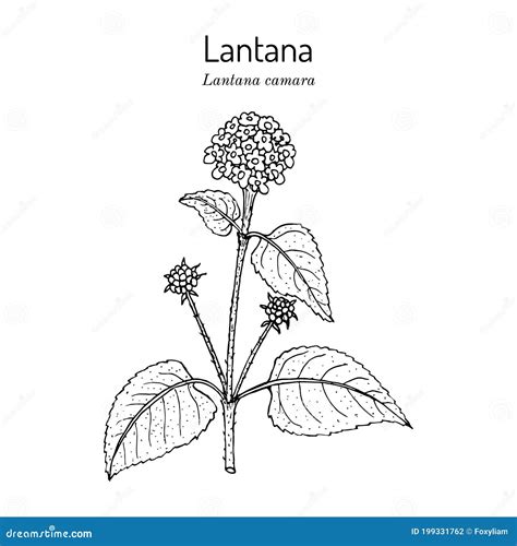 Common Lantana Lantana Camara Medicinal Plant Stock Vector