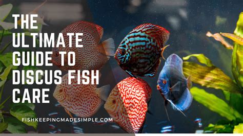 The Ultimate Guide To Discus Fish Care Fishkeepingmadesimple