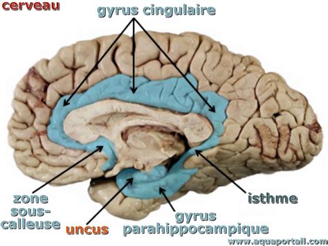 Uncus : définition et explications