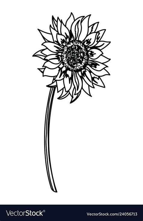 Sunflower Outline Vector At Collection Of Sunflower Outline Vector Free For