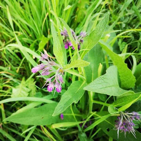 Echter Beinwell Symphytum Officinale Wildland