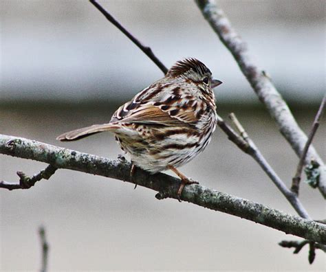 Red Capped Sparrow 6 By Acousticrehab On Deviantart