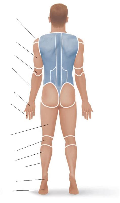 Practical Anatomical Regions Pt Diagram Quizlet