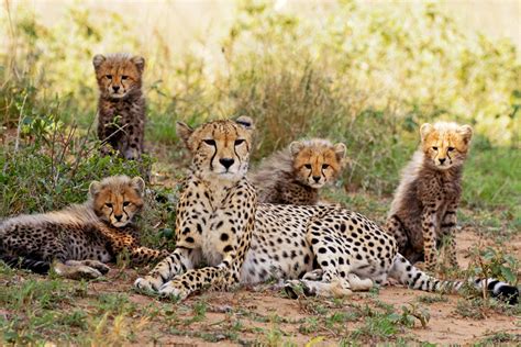 Cheetah family portrait – Wild Soul