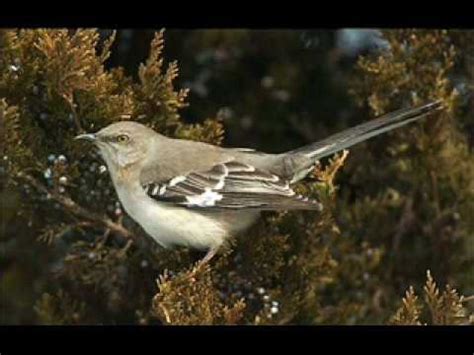 Mockingbird Song Serenade - YouTube