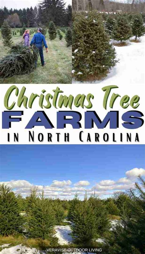 8 Best Christmas Tree Farms In North Carolina