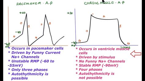 Pacemaker Action Potential