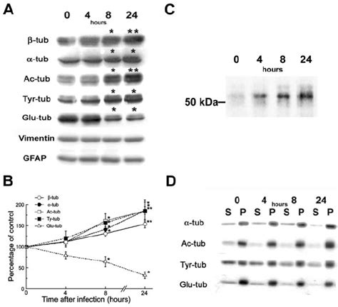 Increase In Acetylated And Tyrosinated ␣ And ␤ Tubulin Subunits But