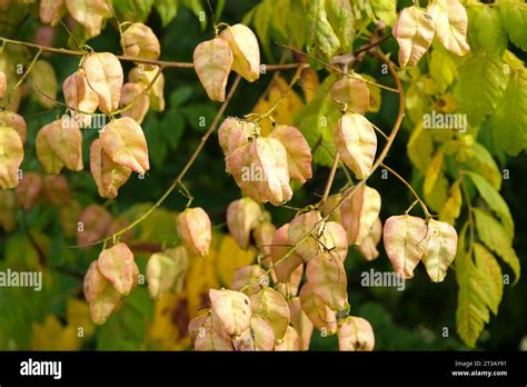 Golden Seed Pods Of The Koelreuteria Paniculata Also Known As Pride Of