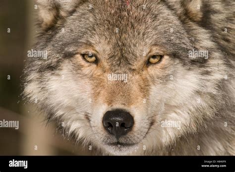 Gray Wolf Canis Lupus Portrait North America Stock Photo Alamy