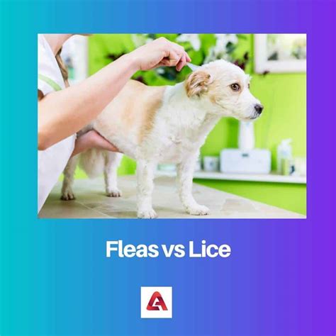 Fleas vs Lice: Difference and Comparison