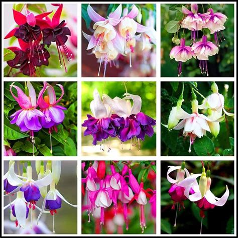 Amazon.com : Mixed 100 Seeds Fuchsia Flower Seeds Perennial Home Bonsai ...