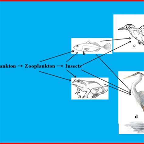 River Food Web Diagram