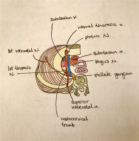 Carotid Sheath