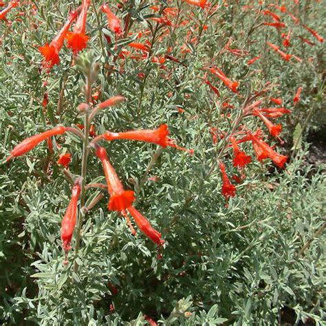 California Fuchsia | Plants Express