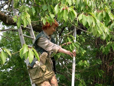 Collecting Tree Seeds Nativetreesfromseed