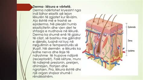 Java Biologji Lekura Organ Me Role T Shumta Youtube